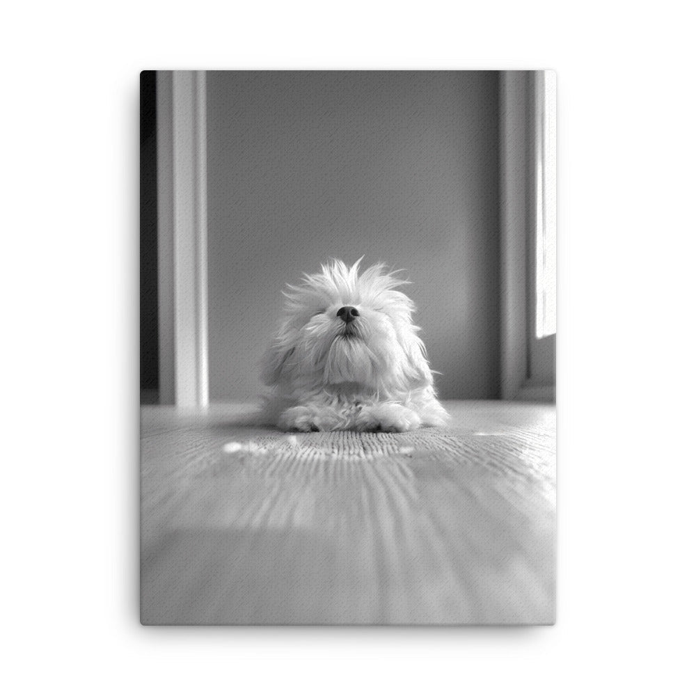 Black and White Minimalist Photo of a Coton De Tulear dog resting with head raised