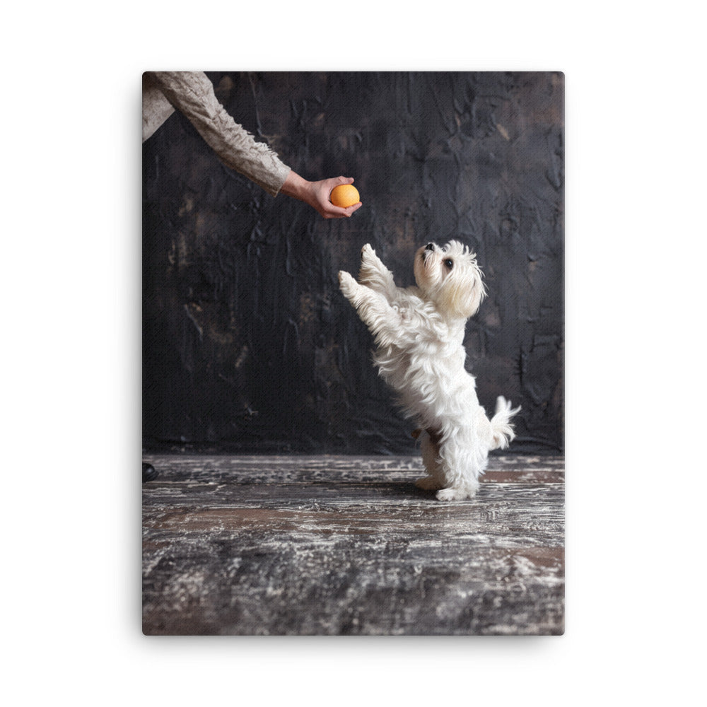 A Coton De Tulear dog stands on his back legs to get a toy from his caregiver