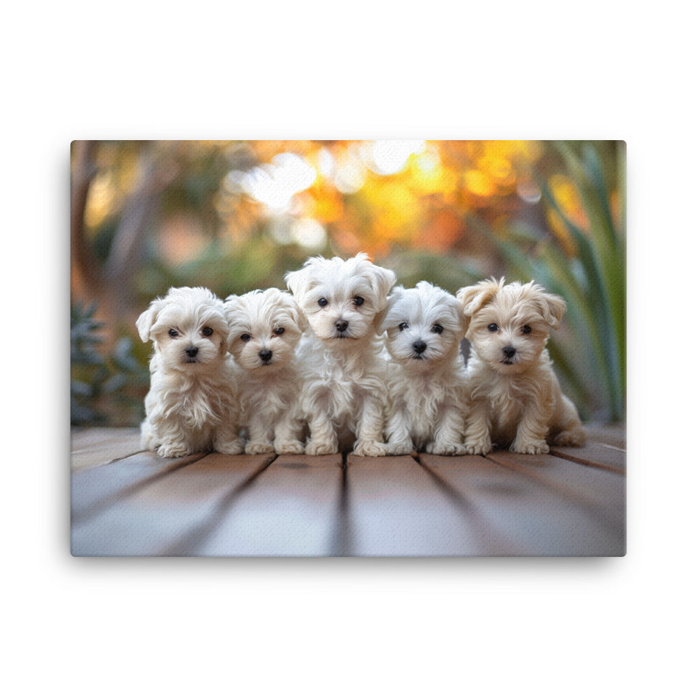 Five Coton de Tulear puppies lined up on a wood deck with greenery in the background. 