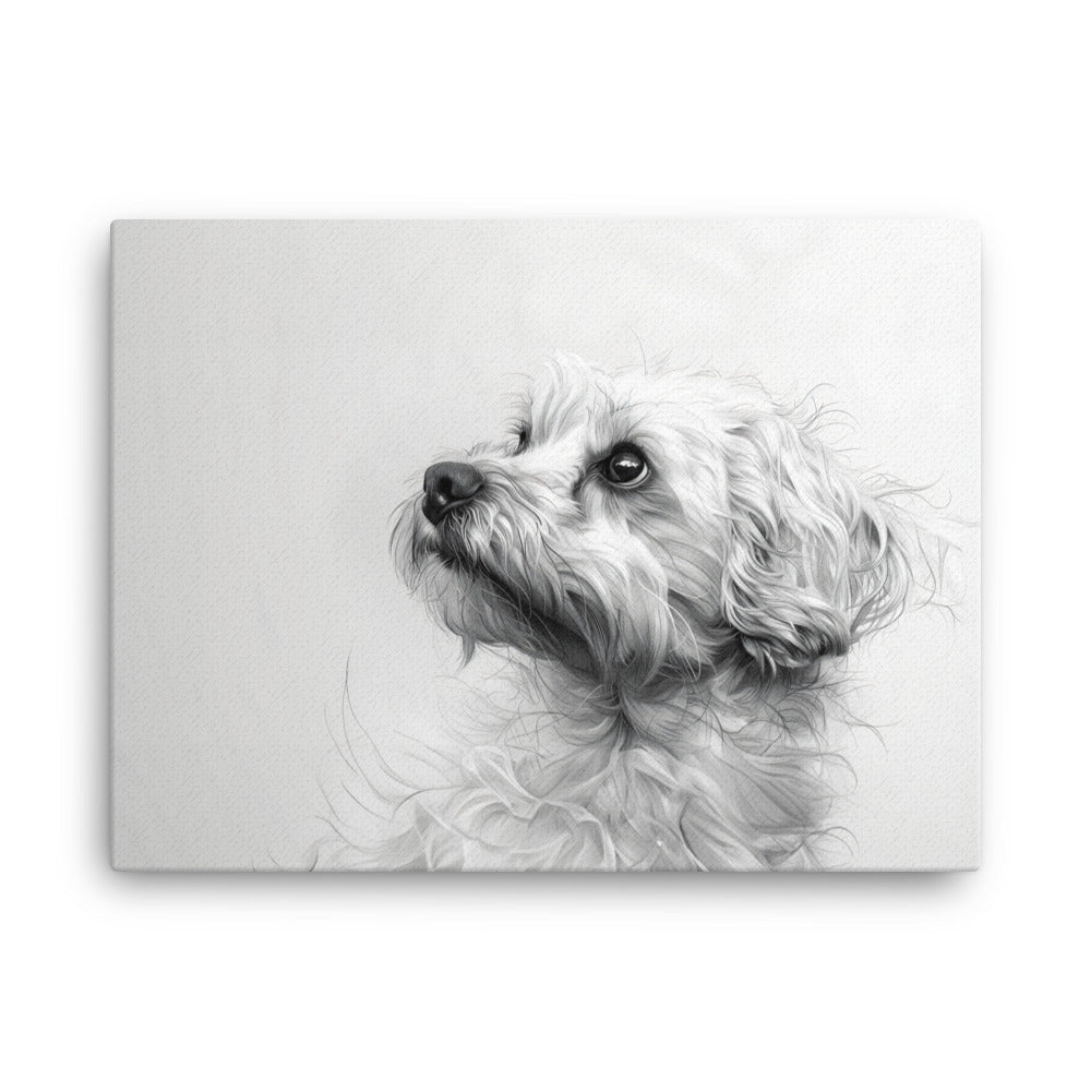 A pencil drawing of a Coton de Tulear. 