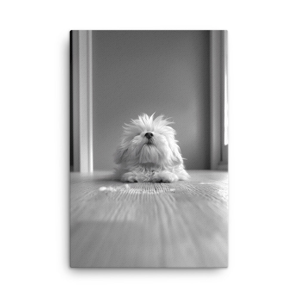 Black and White Minimalist Photo of a Coton De Tulear dog resting with head raised