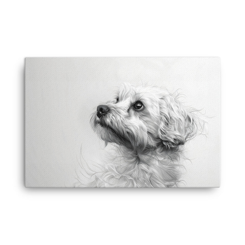 A pencil drawing of a Coton de Tulear. 