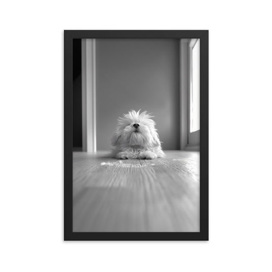 Black and White Minimalist Photo of a Coton De Tulear dog resting with head raised