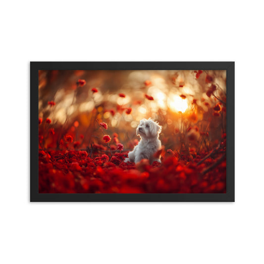 A Coton De Tulear dog sits in among red flowers at sunset