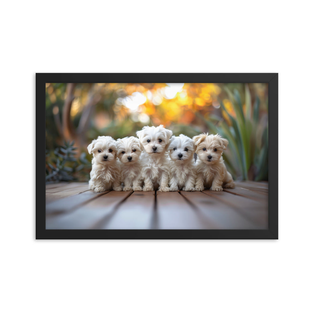 Five Coton de Tulear puppies lined up on a wood deck with greenery in the background. 