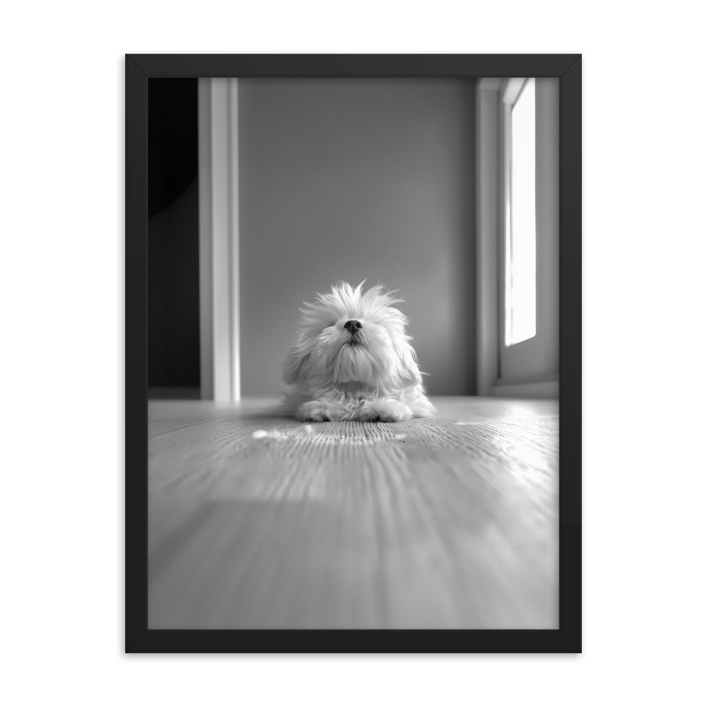 Black and White Minimalist Photo of a Coton De Tulear dog resting with head raised