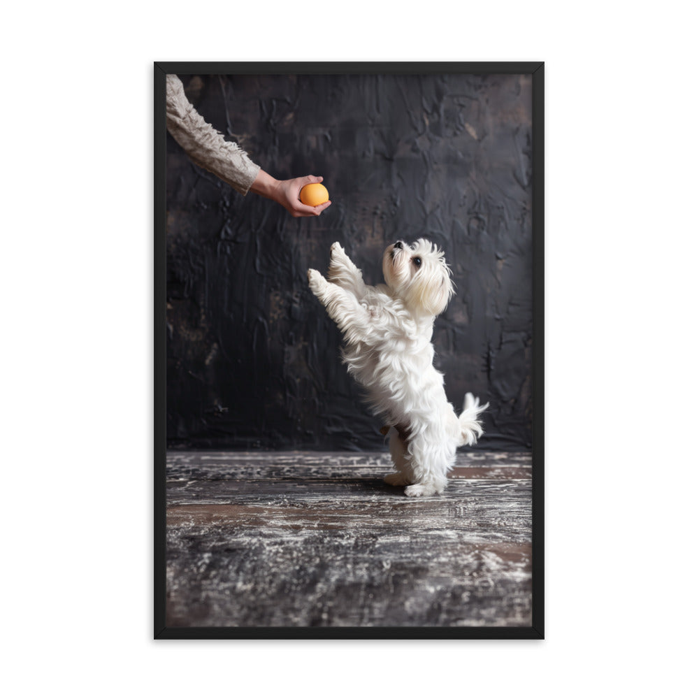 A Coton De Tulear dog stands on his back legs to get a toy from his caregiver