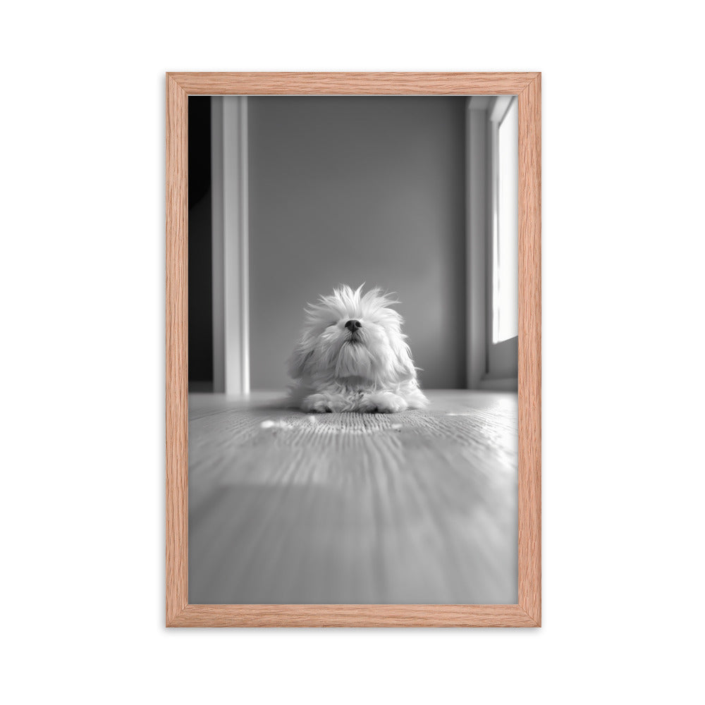 Black and White Minimalist Photo of a Coton De Tulear dog resting with head raised