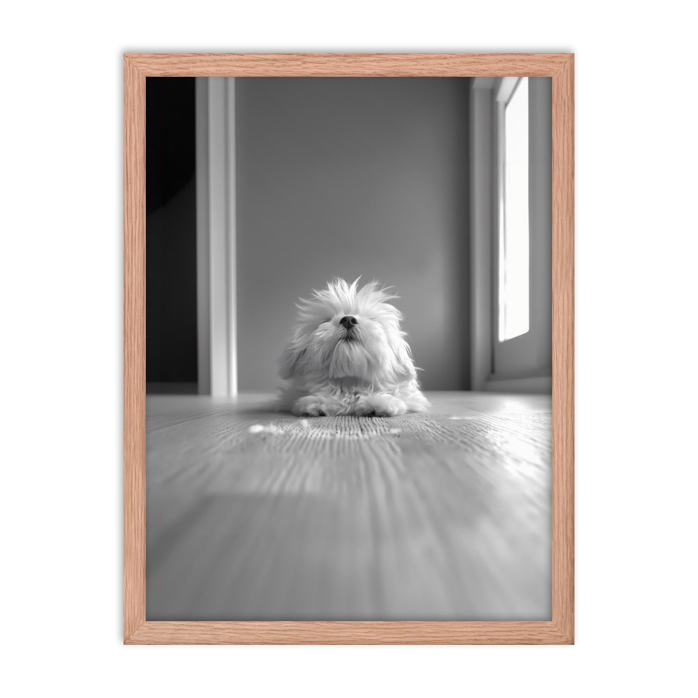 Black and White Minimalist Photo of a Coton De Tulear dog resting with head raised