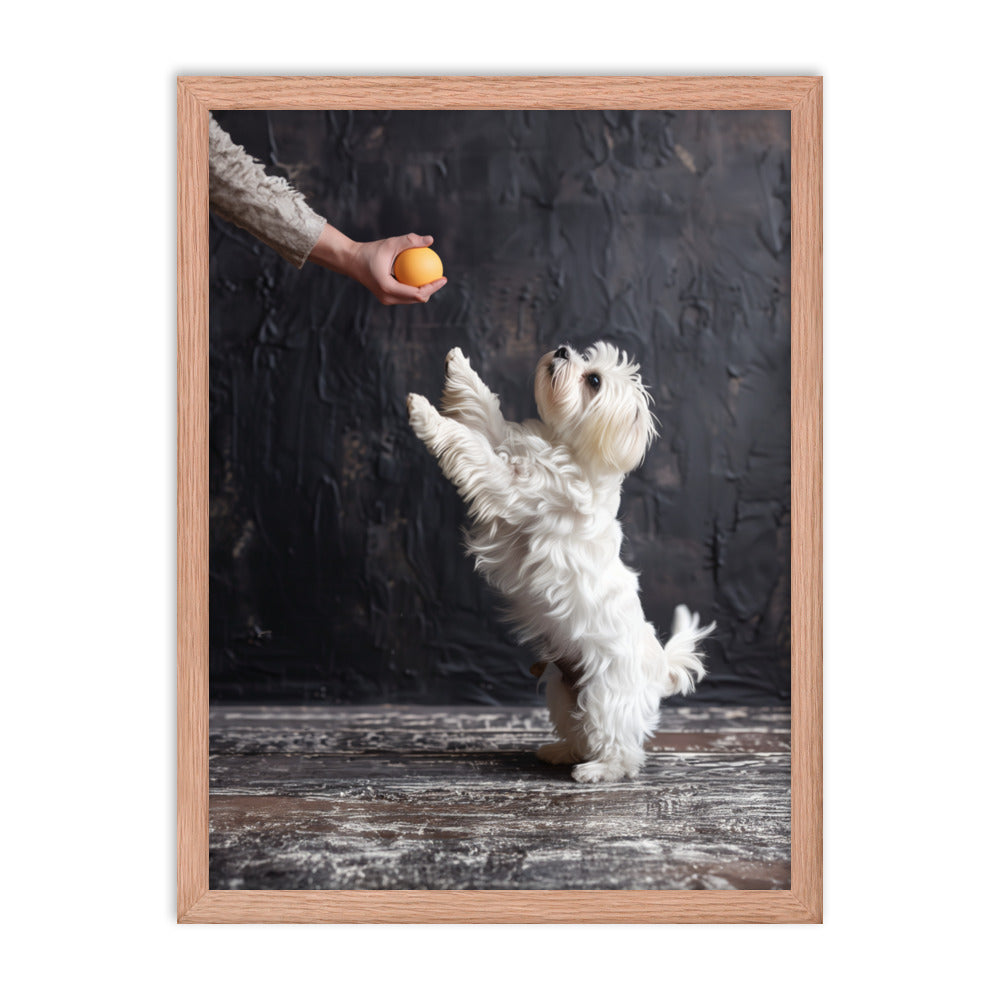 A Coton De Tulear dog stands on his back legs to get a toy from his caregiver