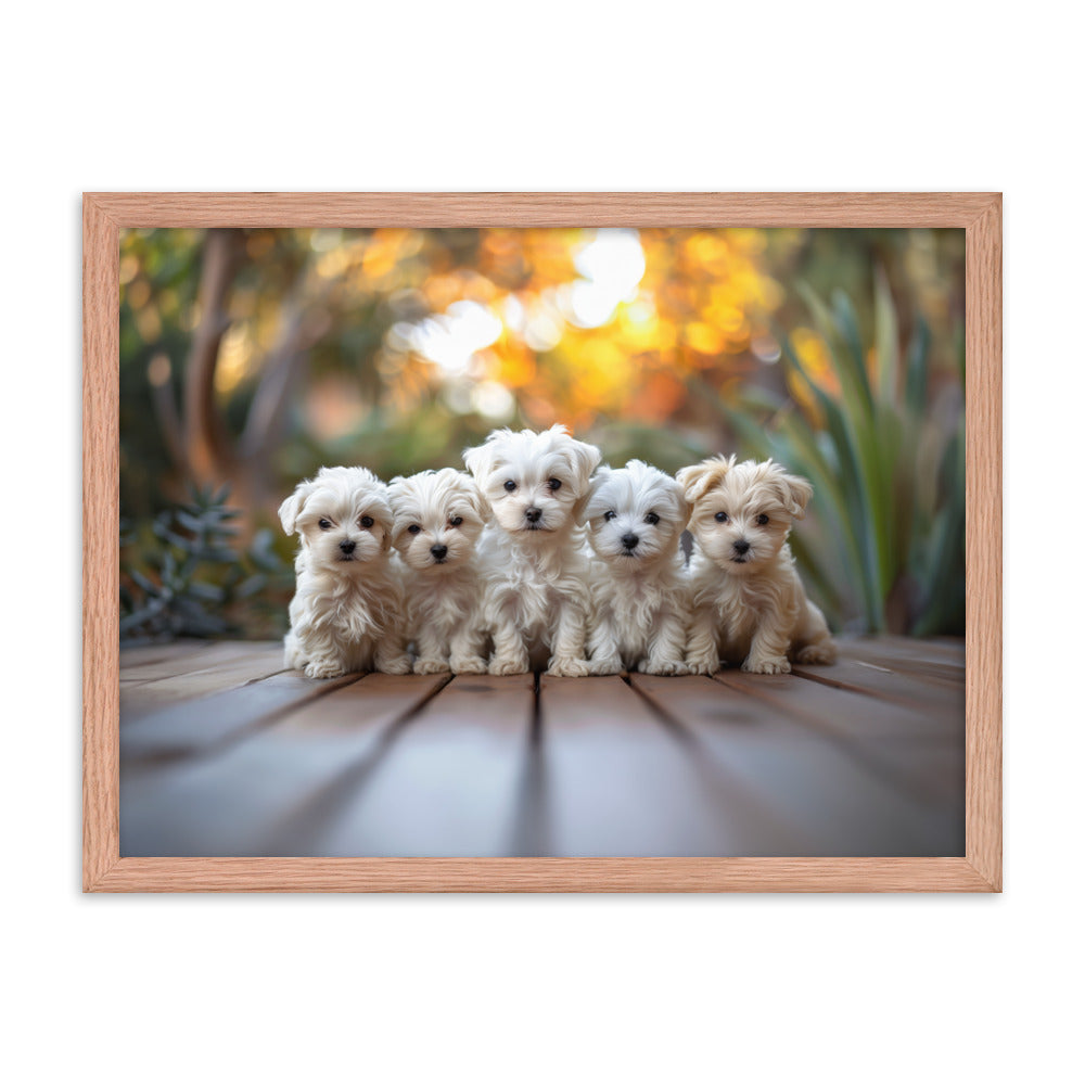 Five Coton de Tulear puppies lined up on a wood deck with greenery in the background. 