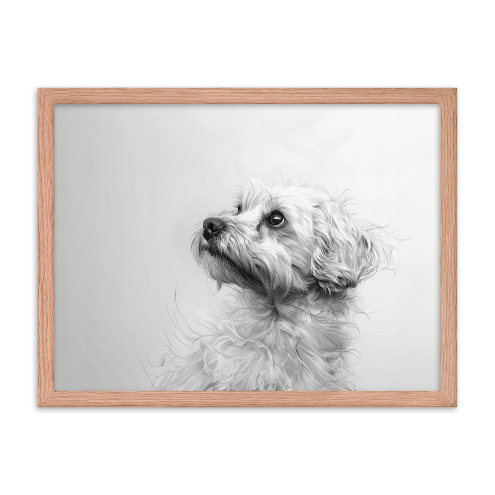 A pencil drawing of a Coton de Tulear. 