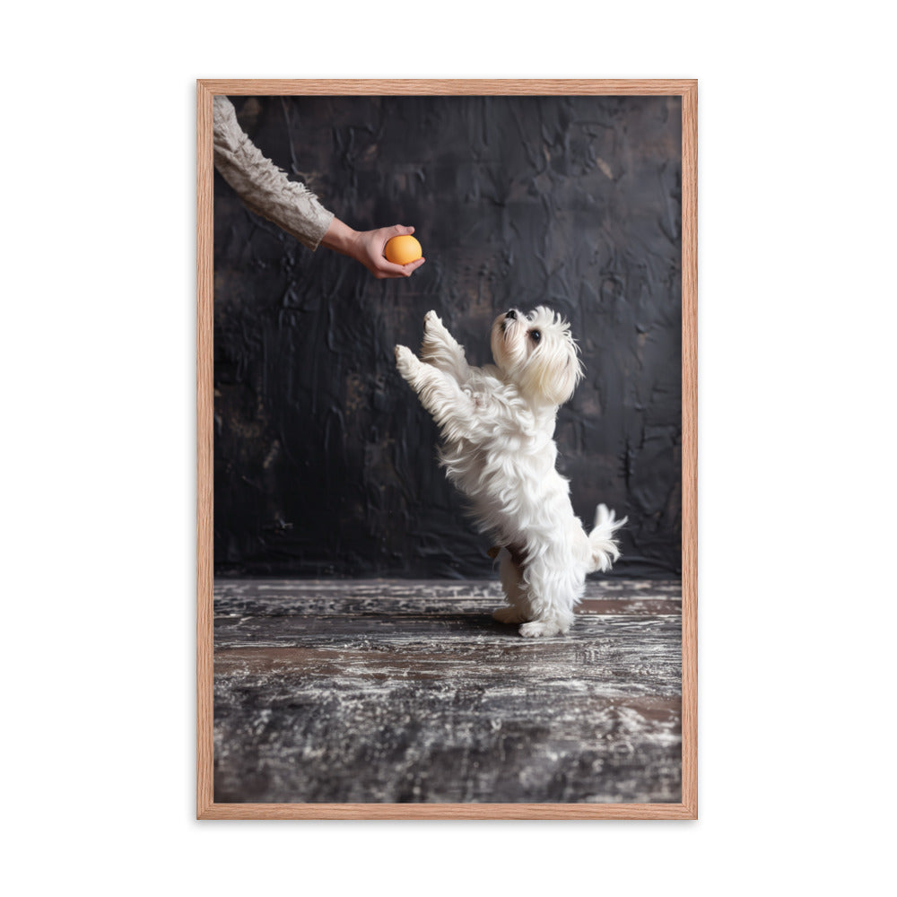 A Coton De Tulear dog stands on his back legs to get a toy from his caregiver