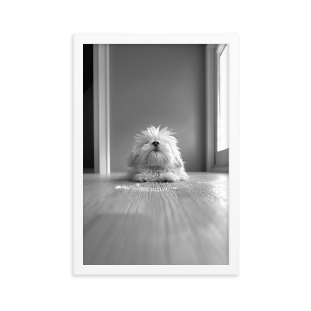 Black and White Minimalist Photo of a Coton De Tulear dog resting with head raised