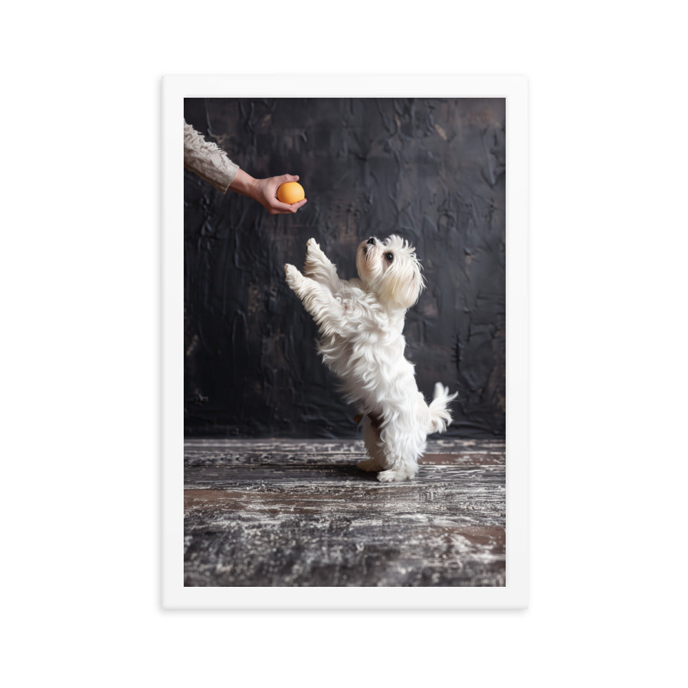 A Coton De Tulear dog stands on his back legs to get a toy from his caregiver