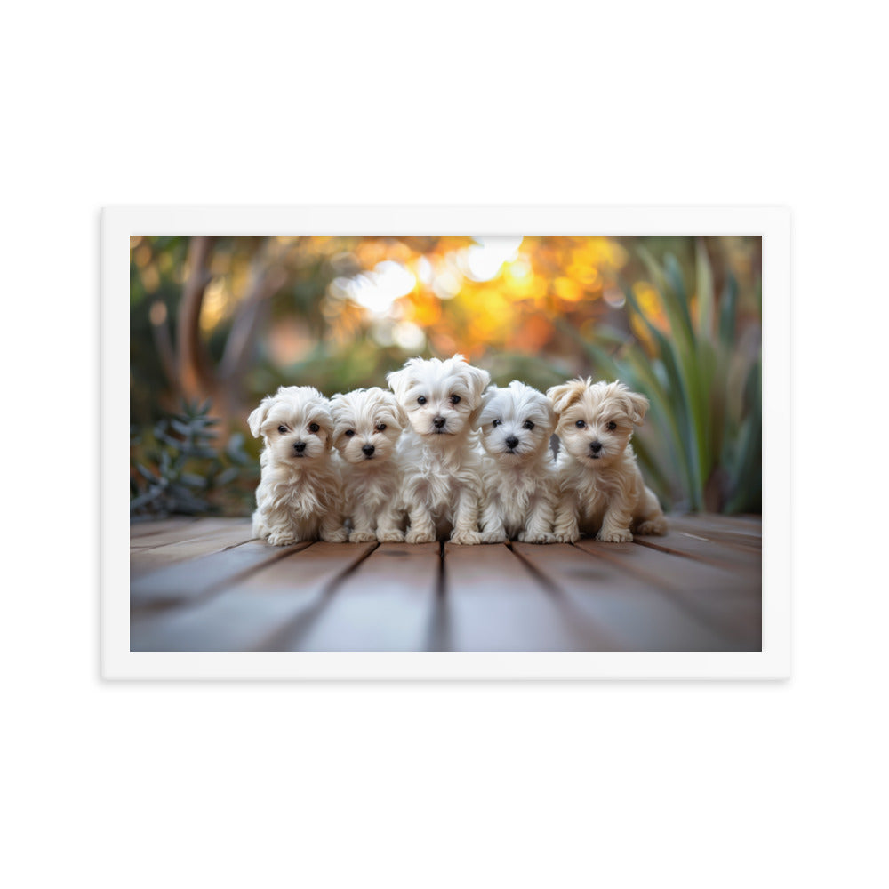 Five Coton de Tulear puppies lined up on a wood deck with greenery in the background. 