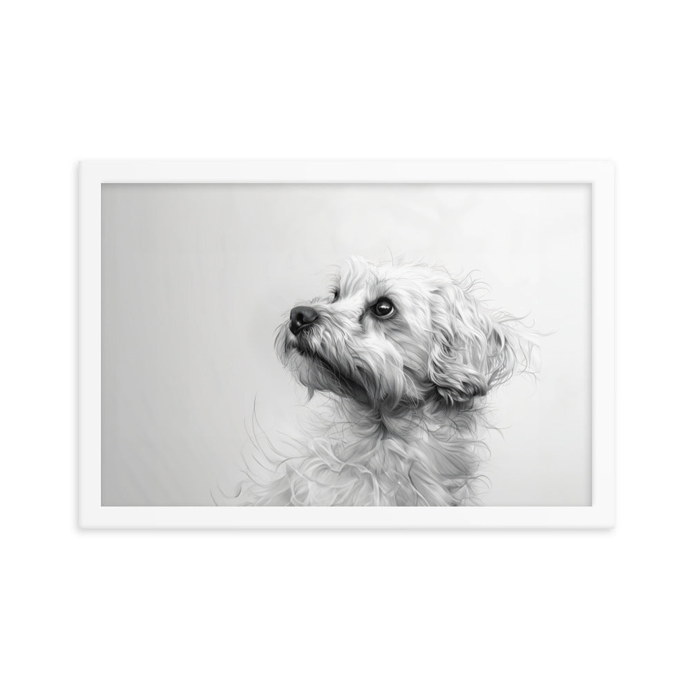 A pencil drawing of a Coton de Tulear. 