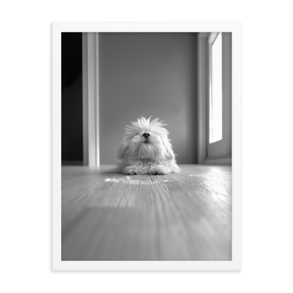 Black and White Minimalist Photo of a Coton De Tulear dog resting with head raised