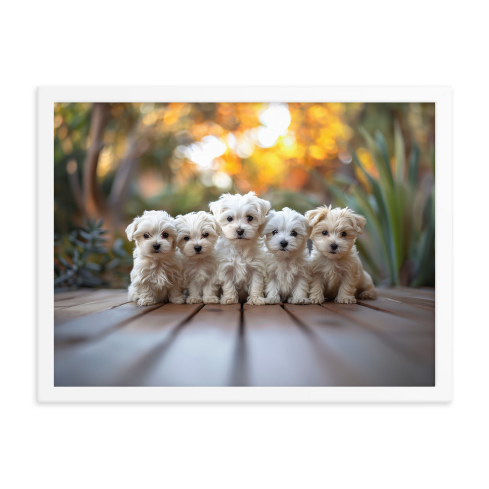 Five Coton de Tulear puppies lined up on a wood deck with greenery in the background. 