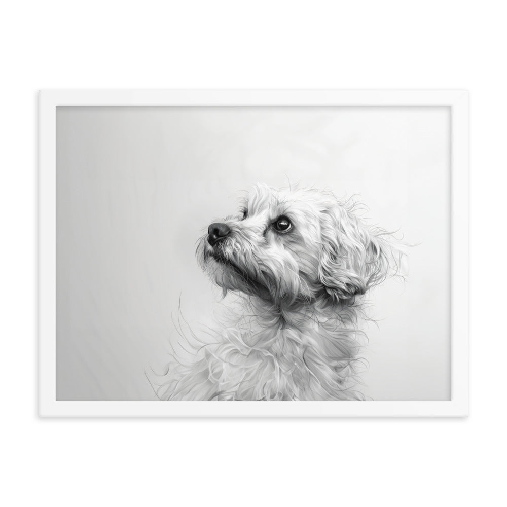 A pencil drawing of a Coton de Tulear. 