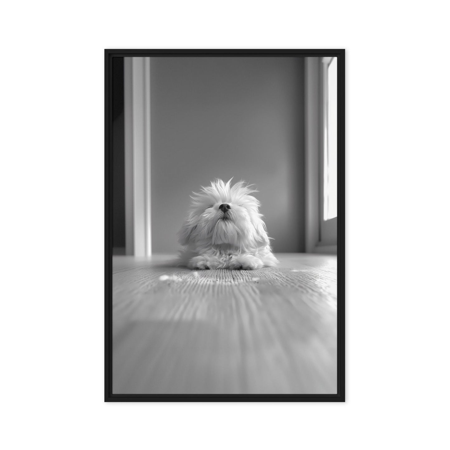 Black and White Minimalist Photo of a Coton De Tulear dog resting with head raised