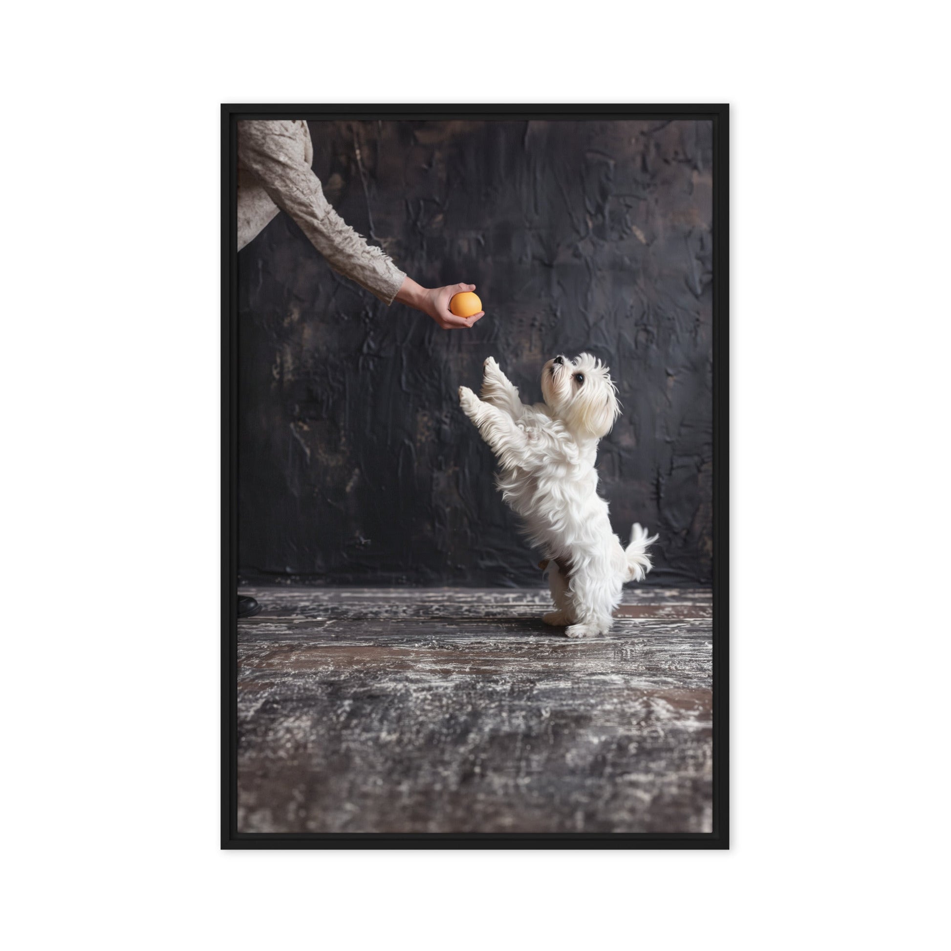 A Coton De Tulear dog stands on his back legs to get a toy from his caregiver