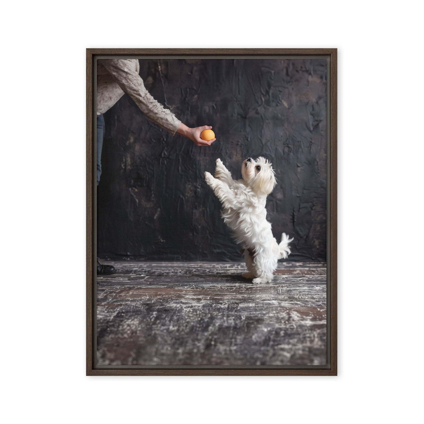 A Coton De Tulear dog stands on his back legs to get a toy from his caregiver