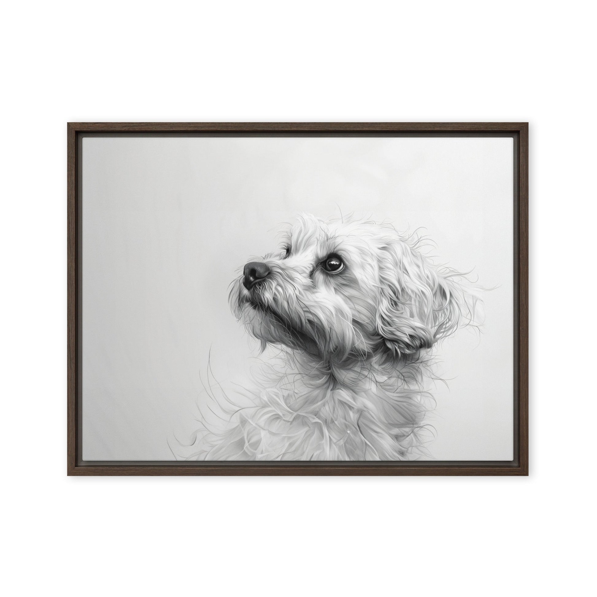 A pencil drawing of a Coton de Tulear. 