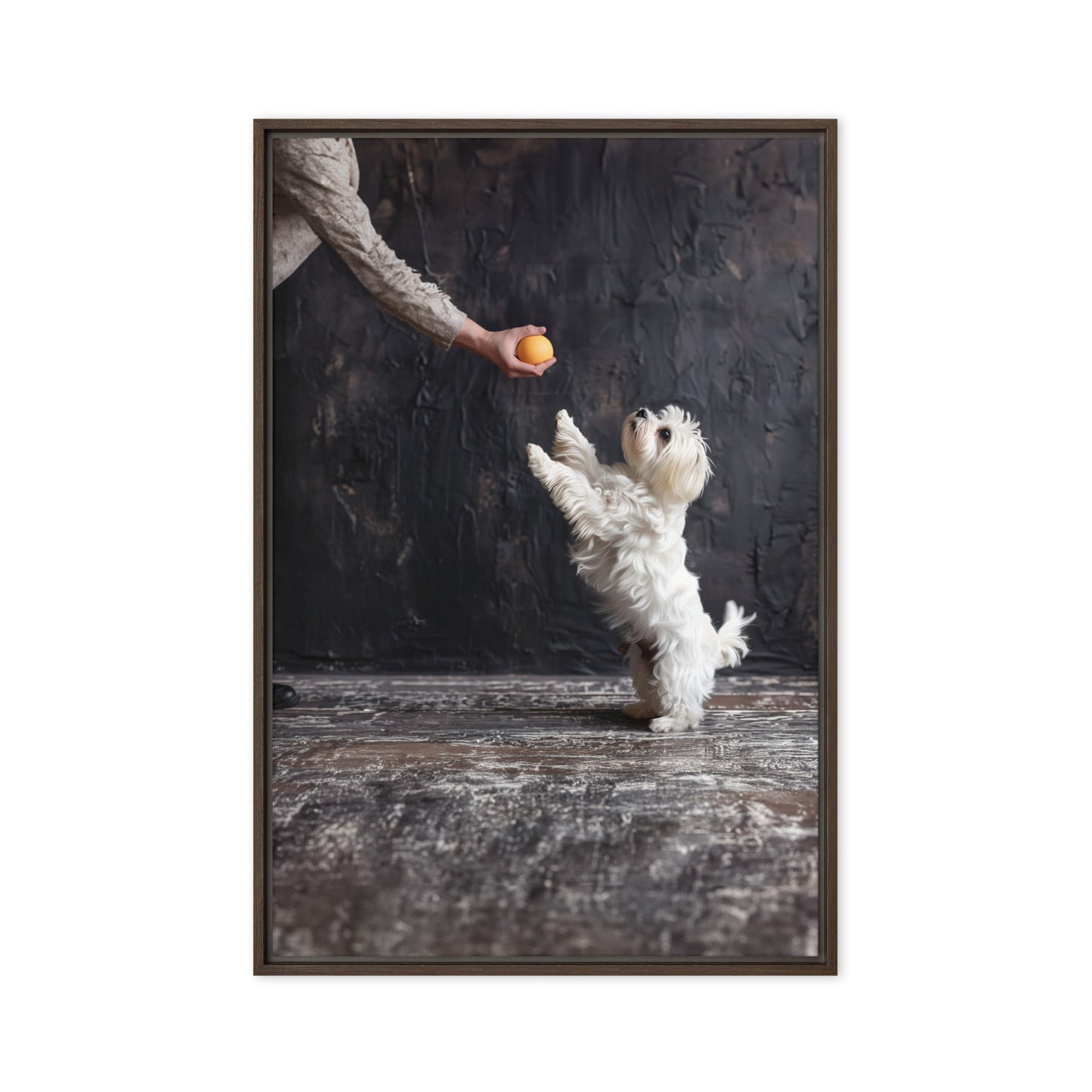 A Coton De Tulear dog stands on his back legs to get a toy from his caregiver