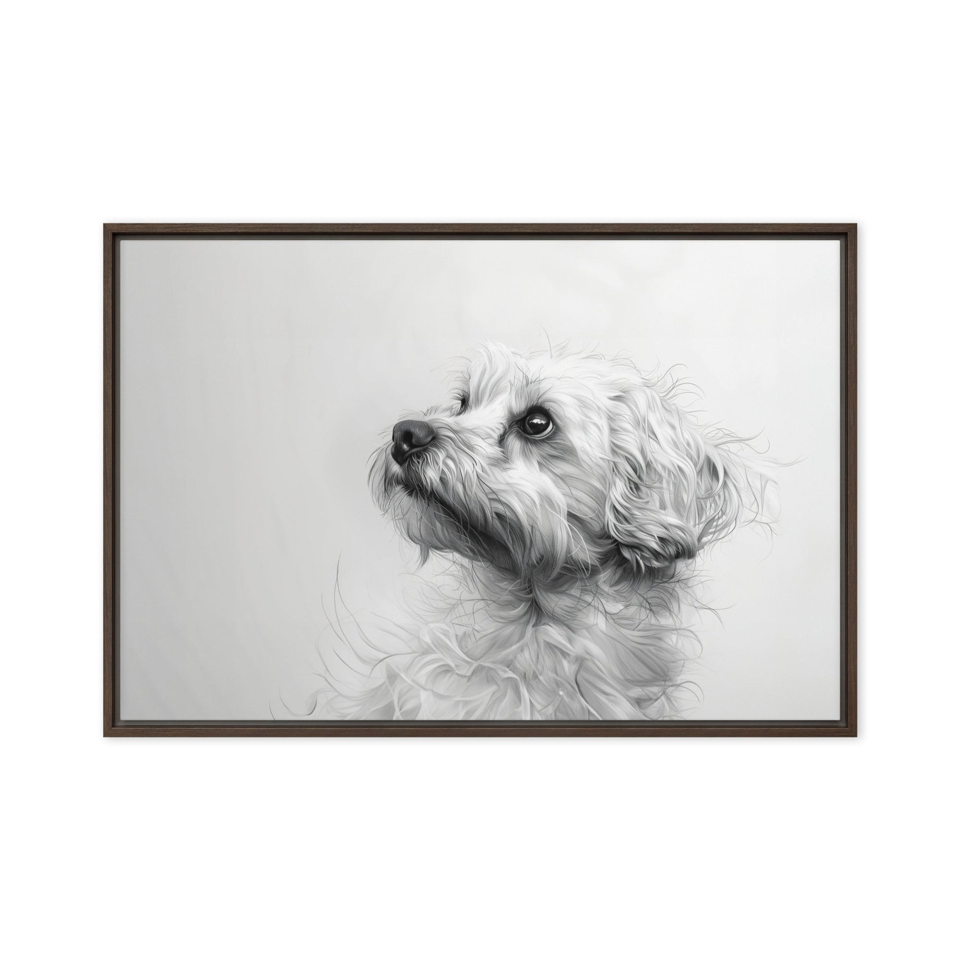 A pencil drawing of a Coton de Tulear. 