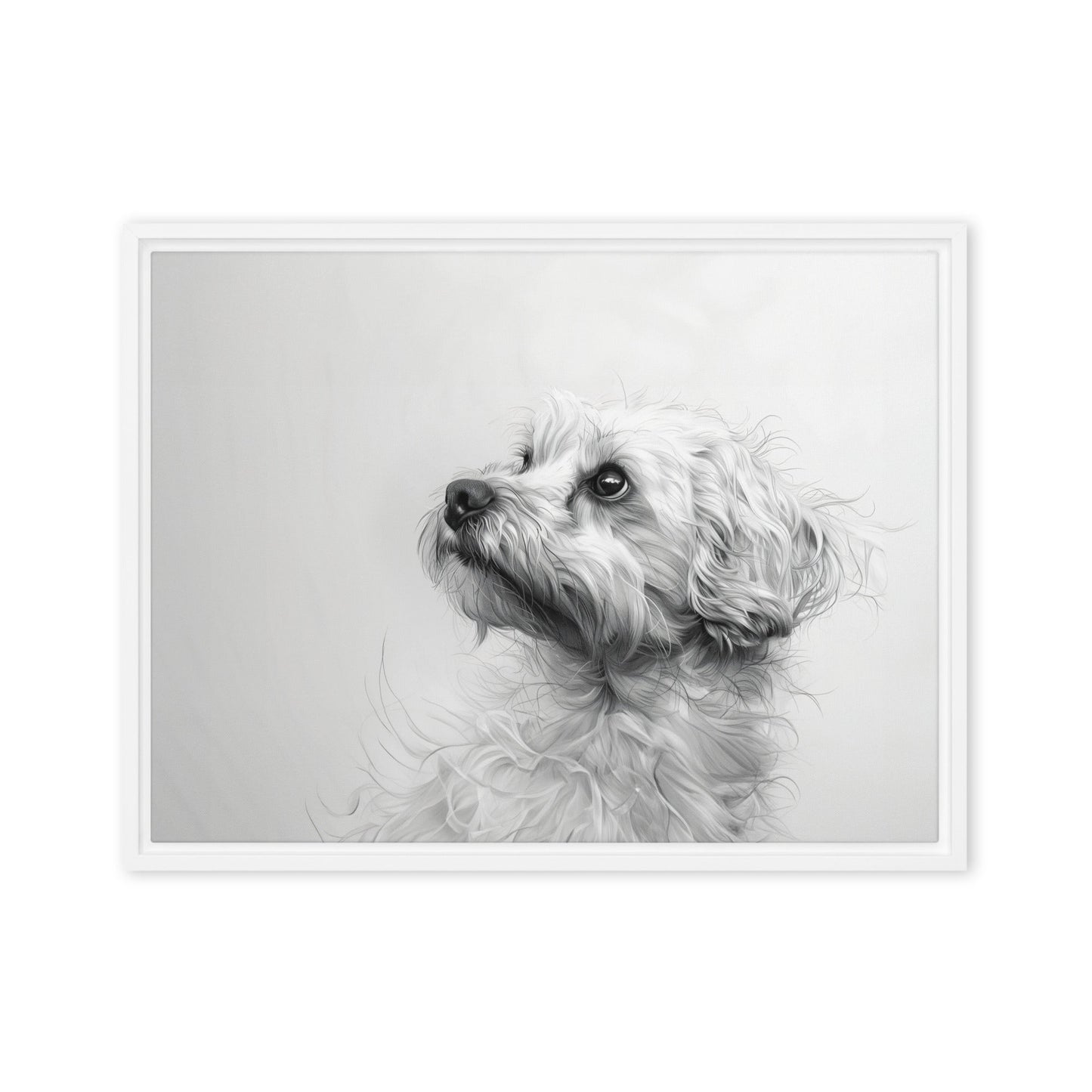 A pencil drawing of a Coton de Tulear. 