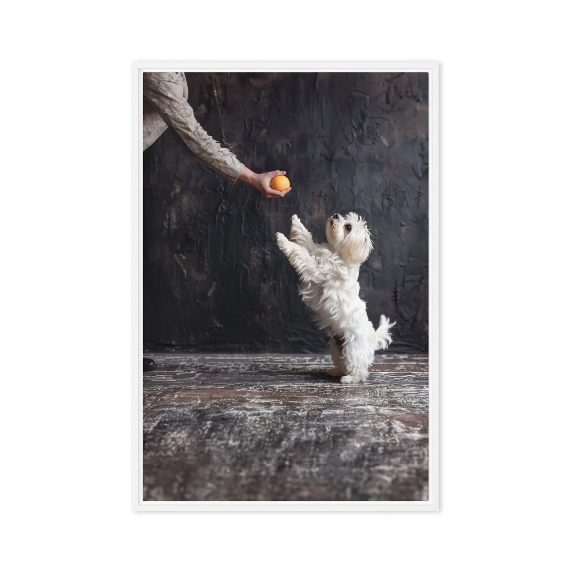 A Coton De Tulear dog stands on his back legs to get a toy from his caregiver