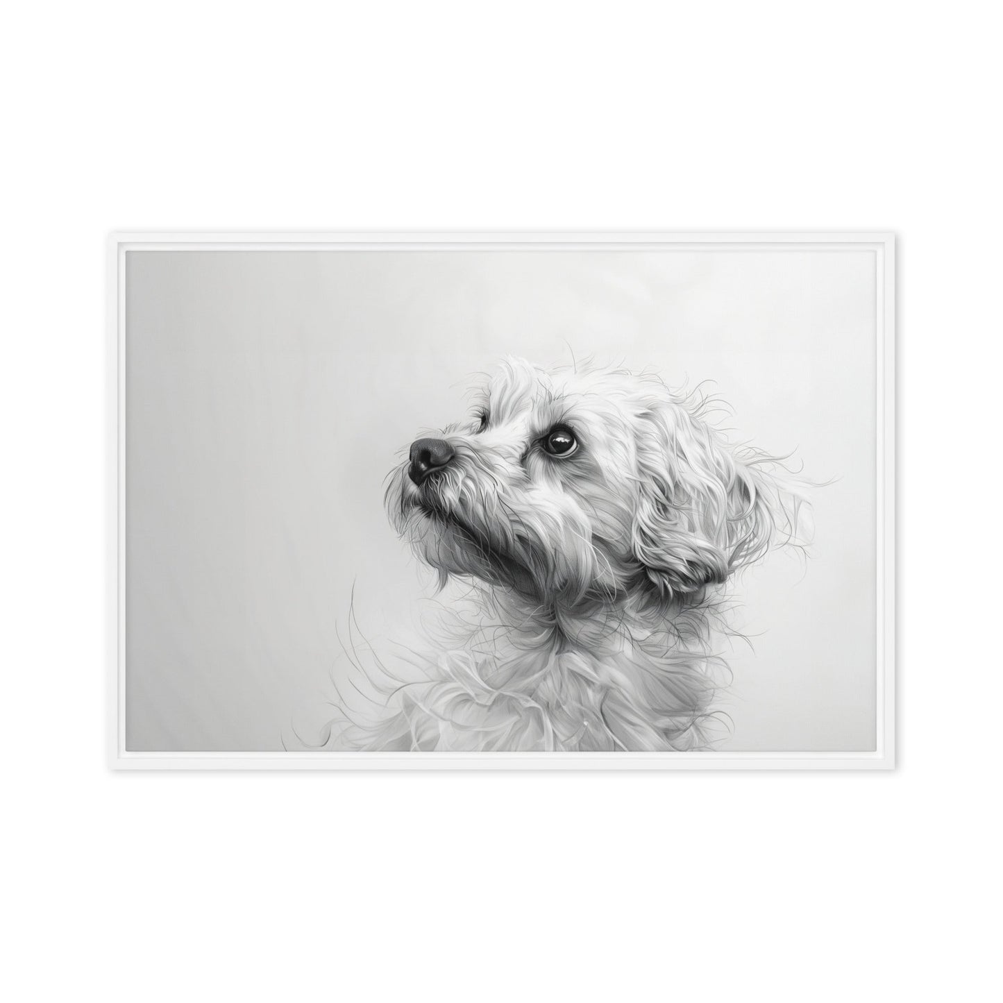 A pencil drawing of a Coton de Tulear. 