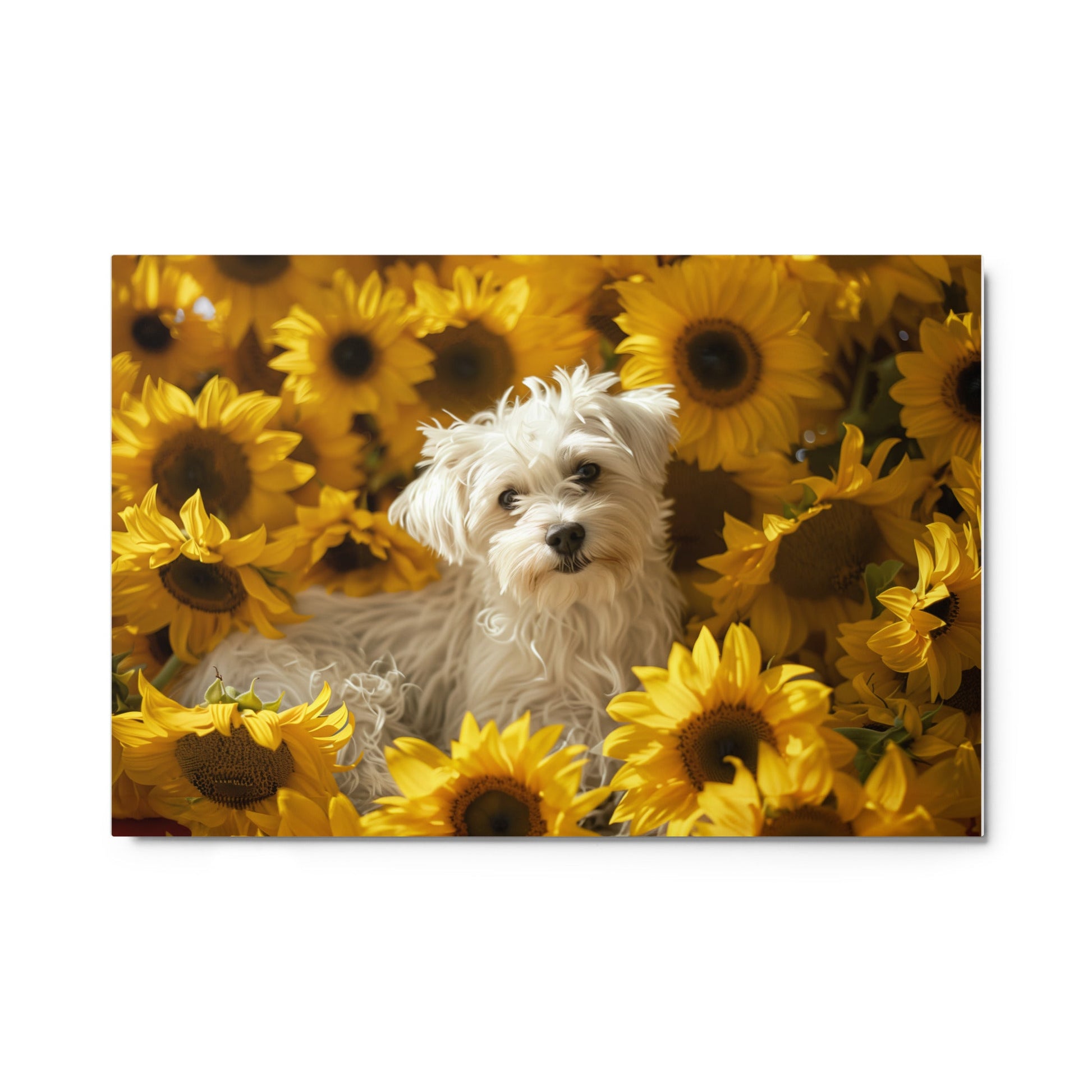 A Coton De Tulear dog nestled among vibrant sunflowers in a framed canvas art piece.