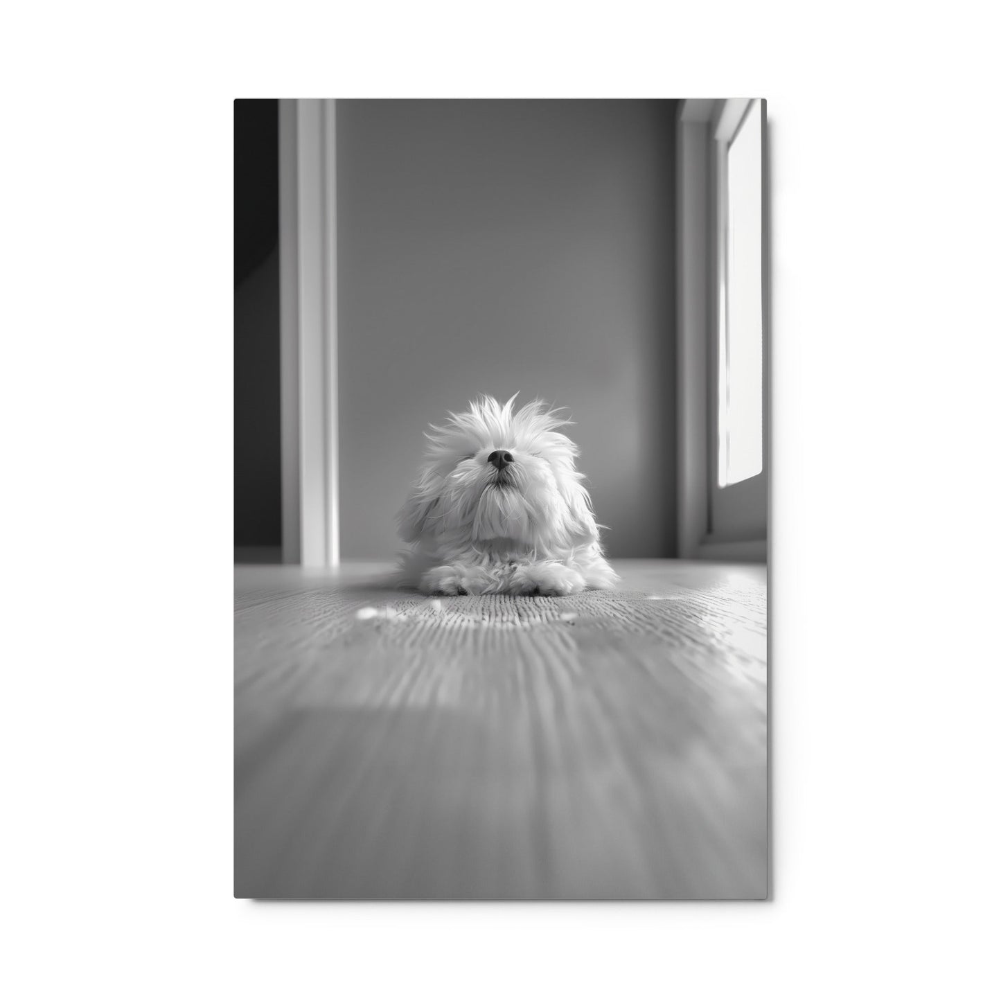 Black and White Minimalist Photo of a Coton De Tulear dog resting with head raised