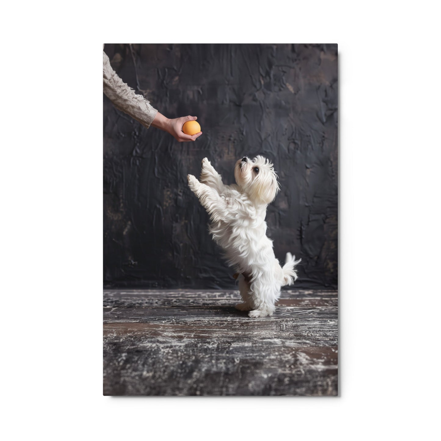 A Coton De Tulear dog stands on his back legs to get a toy from his caregiver