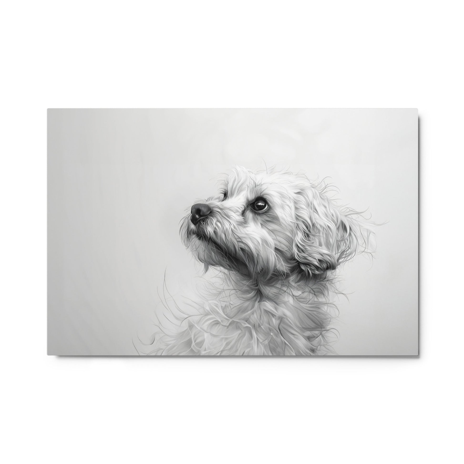 A pencil drawing of a Coton de Tulear. 