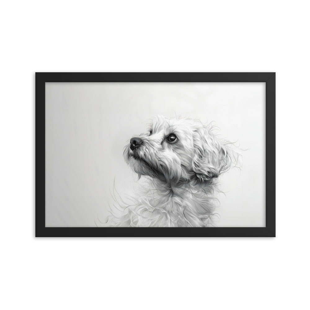 A pencil drawing of a Coton de Tulear. 