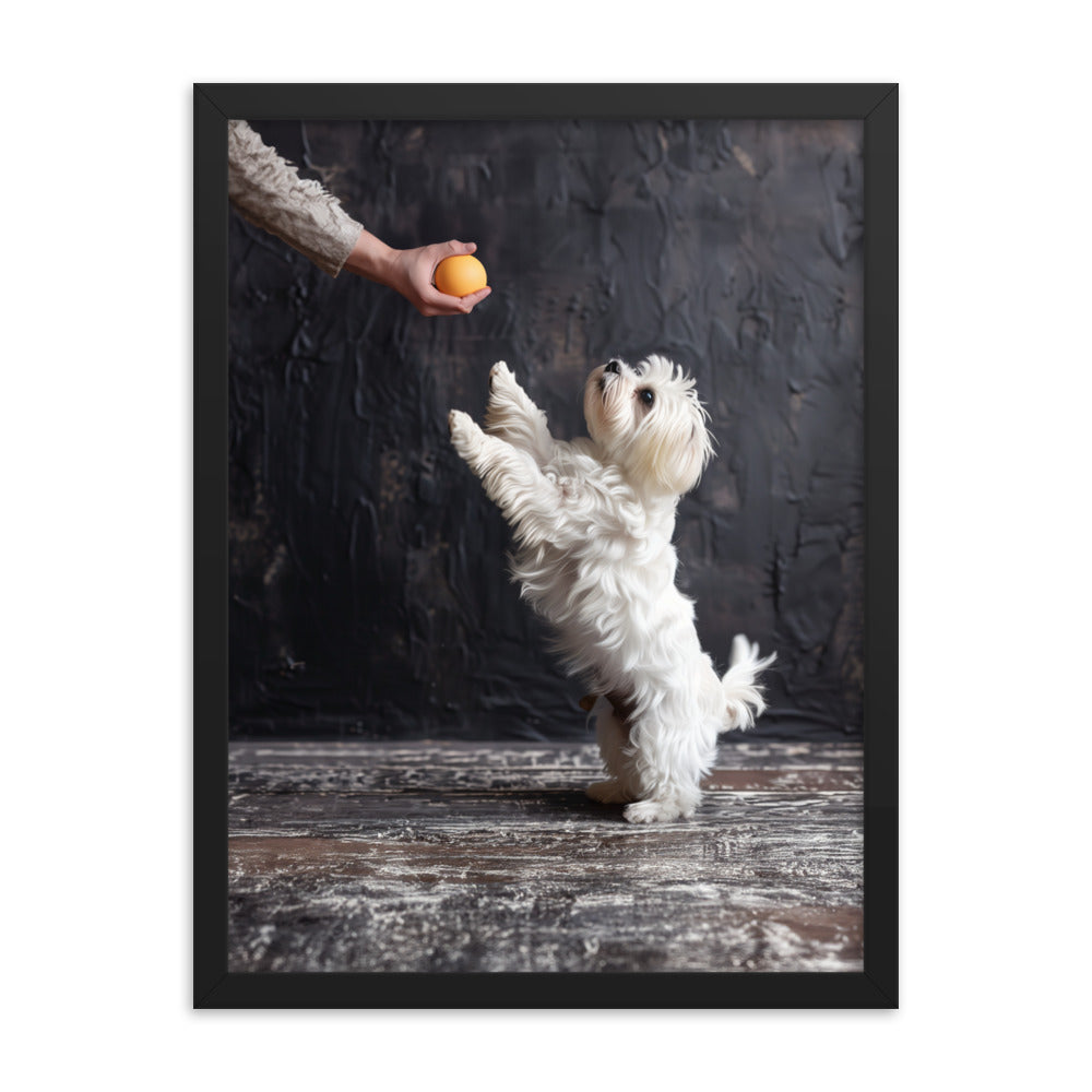 A Coton De Tulear dog stands on his back legs to get a toy from his caregiver