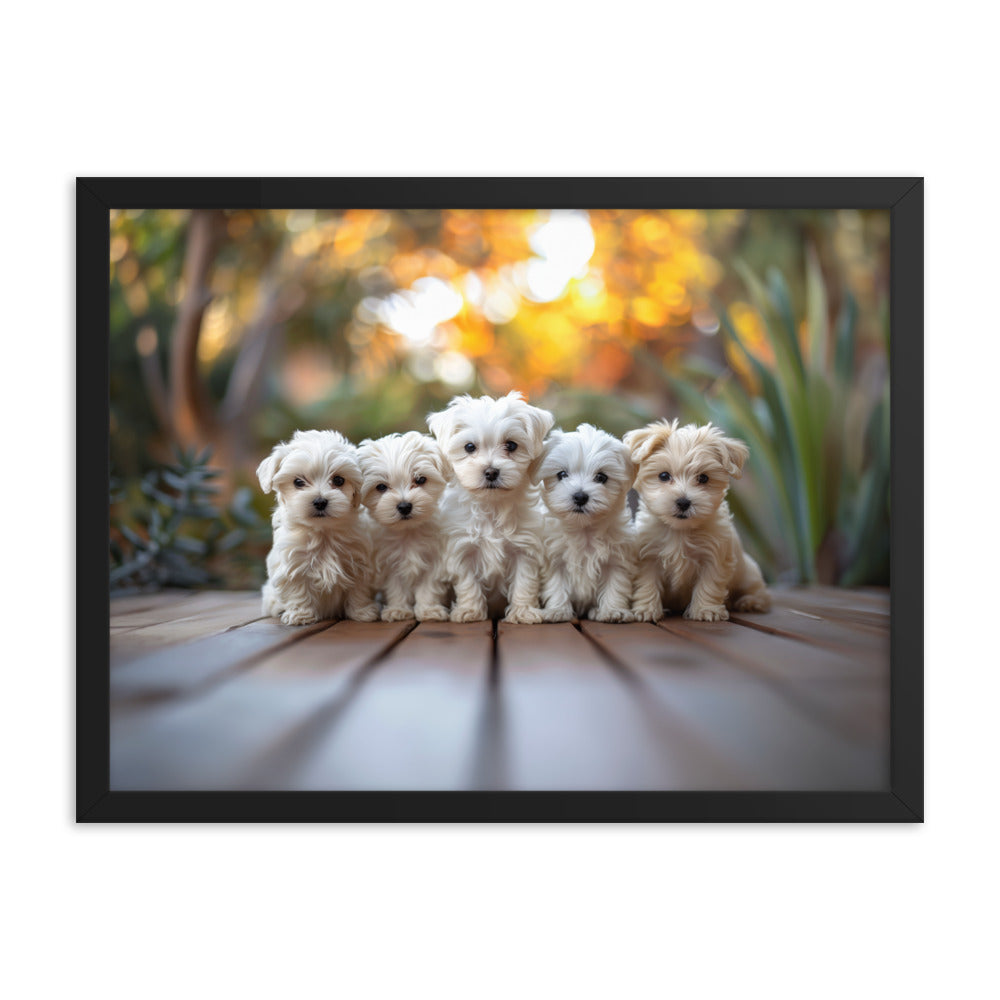 Five Coton de Tulear puppies lined up on a wood deck with greenery in the background. 