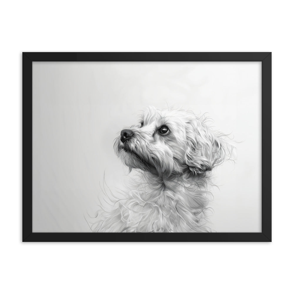 A pencil drawing of a Coton de Tulear. 