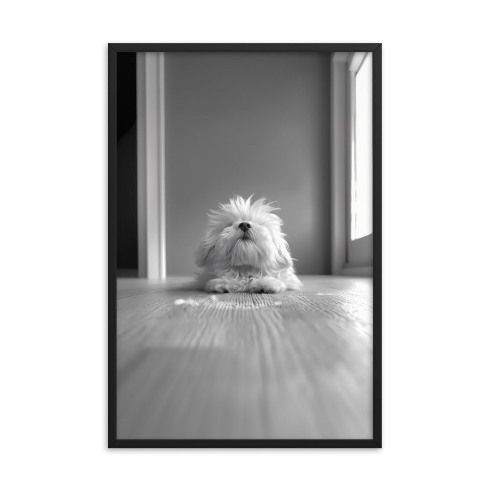 Black and White Minimalist Photo of a Coton De Tulear dog resting with head raised