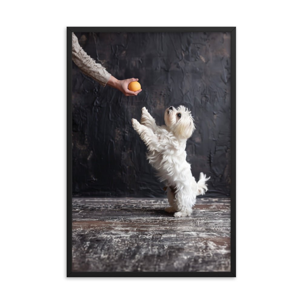 A Coton De Tulear dog stands on his back legs to get a toy from his caregiver