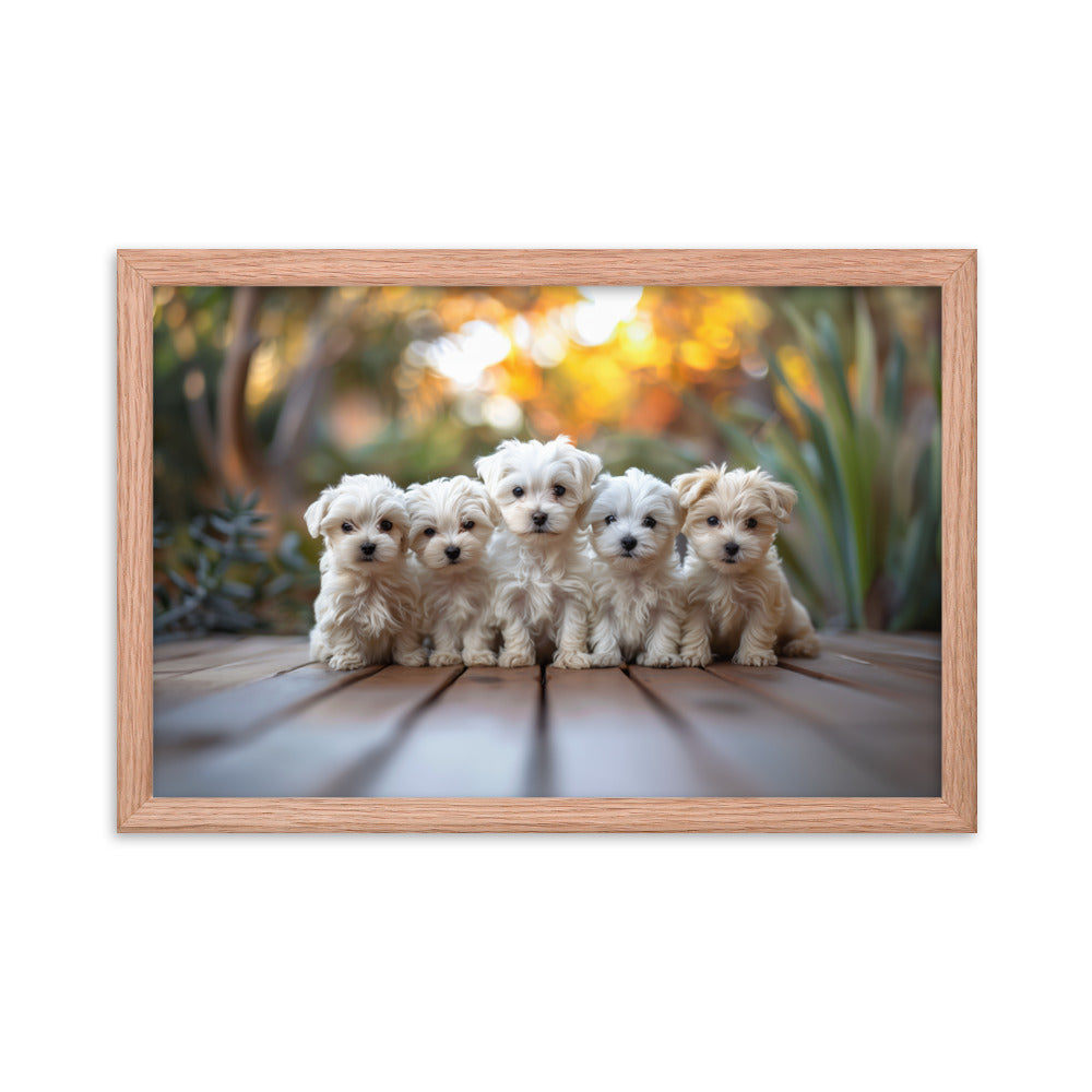 Five Coton de Tulear puppies lined up on a wood deck with greenery in the background. 