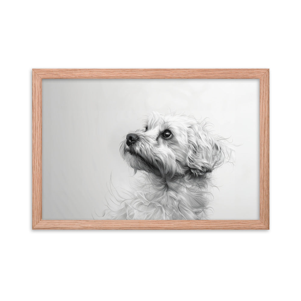 A pencil drawing of a Coton de Tulear. 