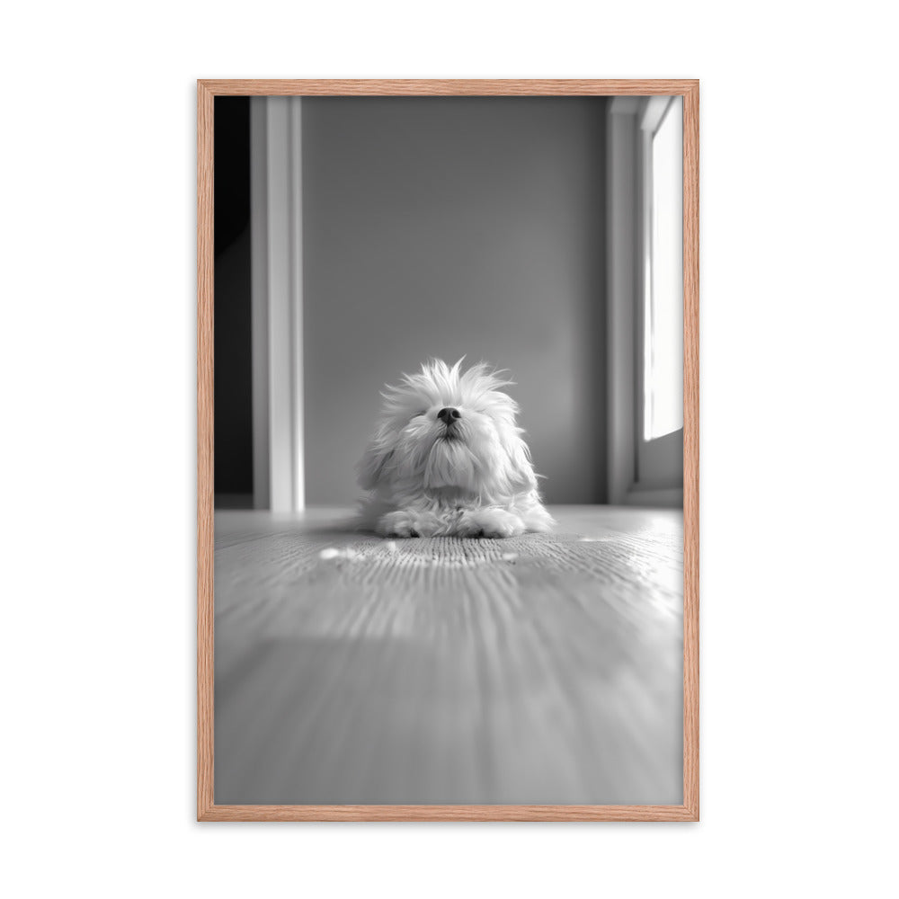 Black and White Minimalist Photo of a Coton De Tulear dog resting with head raised