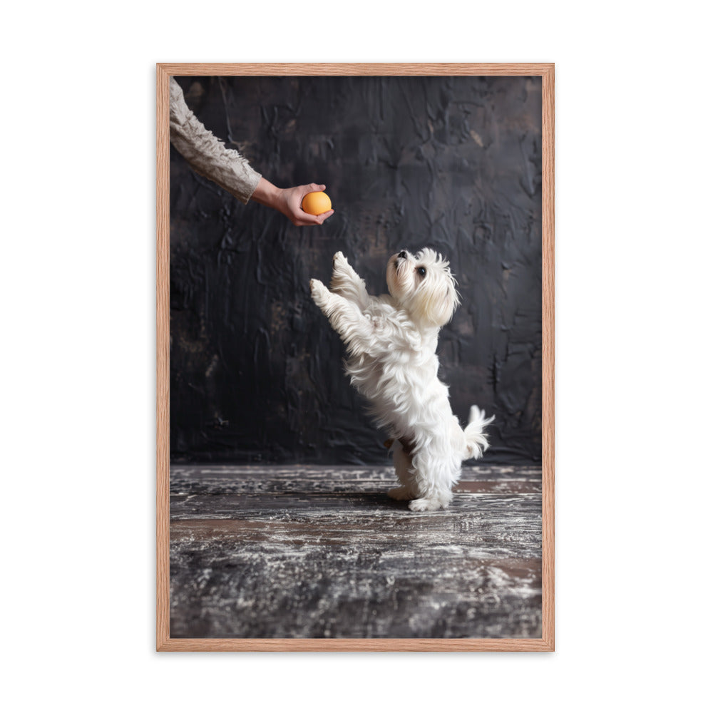 A Coton De Tulear dog stands on his back legs to get a toy from his caregiver