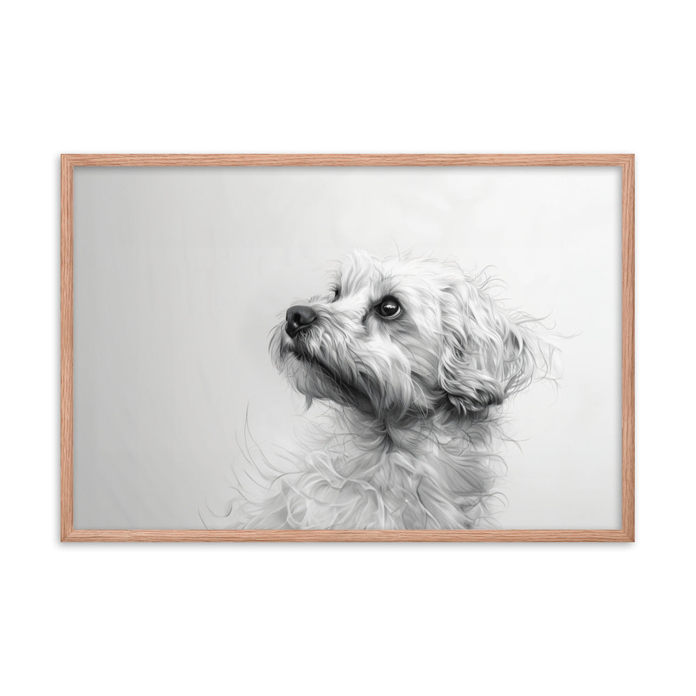 A pencil drawing of a Coton de Tulear. 