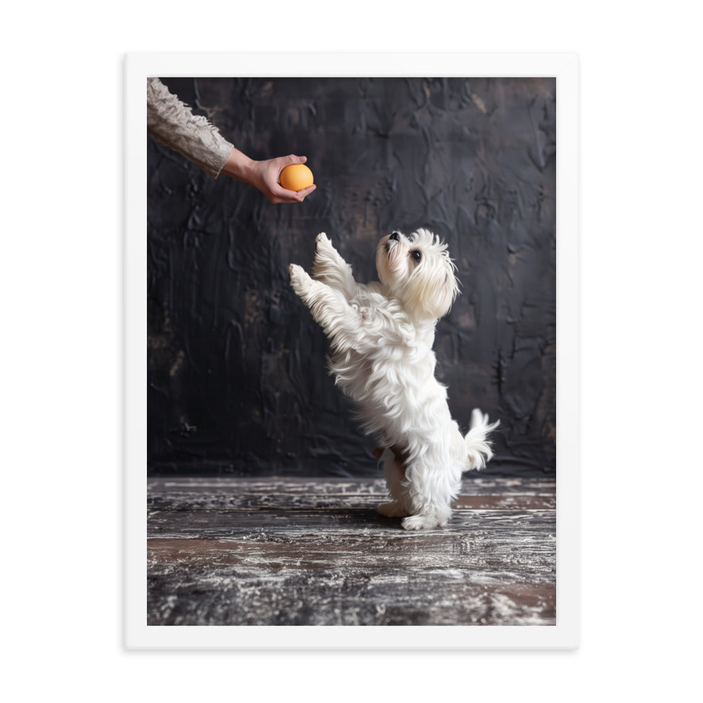 A Coton De Tulear dog stands on his back legs to get a toy from his caregiver