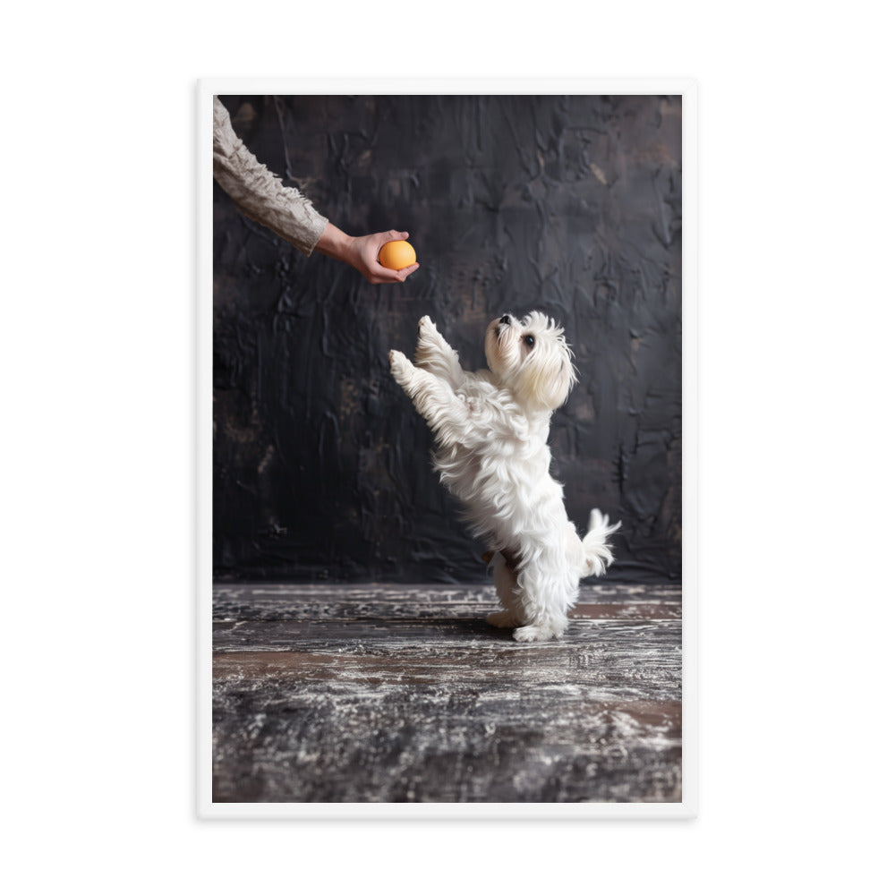 A Coton De Tulear dog stands on his back legs to get a toy from his caregiver